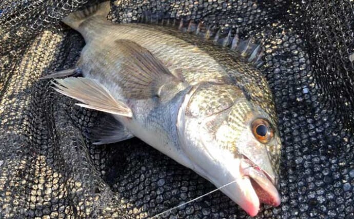 ルアーロッドで堤防ヘチ釣り（落とし込み）してみた　45cm頭にチヌ3尾キャッチ成功