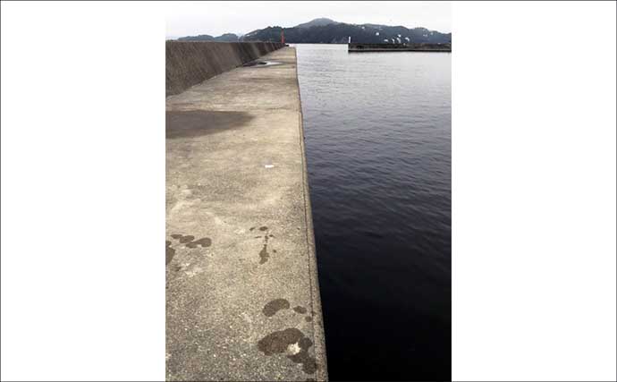 ルアーロッドで堤防ヘチ釣り（落とし込み）してみた　45cm頭にチヌ3尾キャッチ成功