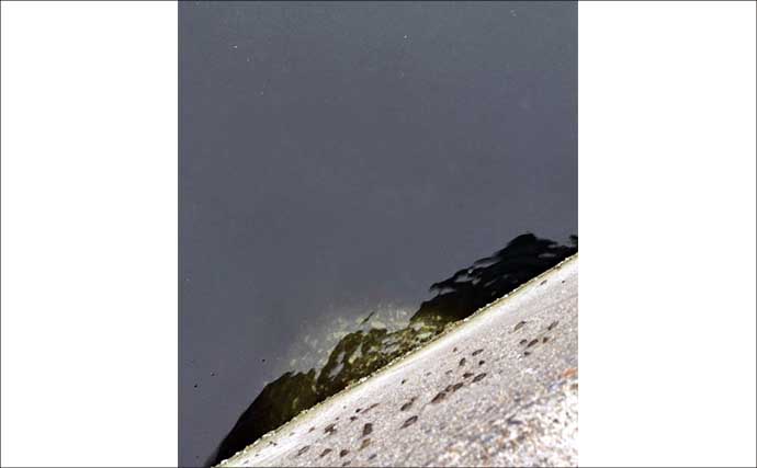 ルアーロッドで堤防ヘチ釣り（落とし込み）してみた　45cm頭にチヌ3尾キャッチ成功