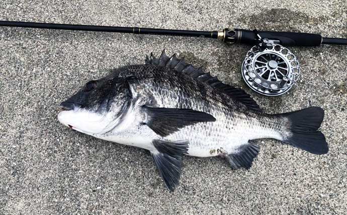 ルアーロッドで堤防ヘチ釣り（落とし込み）してみた　45cm頭にチヌ3尾キャッチ成功