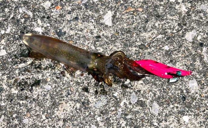 「ヒイカ・ケンサキイカ狙いエギング」にアジングタックル＆エステルラインが最適なワケ