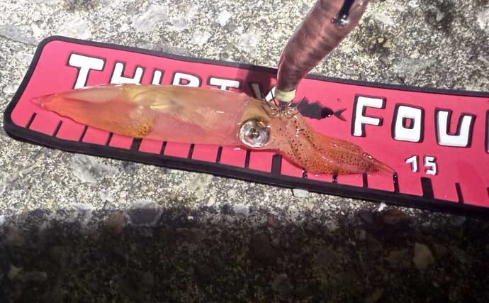 「ヒイカ・ケンサキイカ狙いエギング」にアジングタックル＆エステルラインが最適なワケ