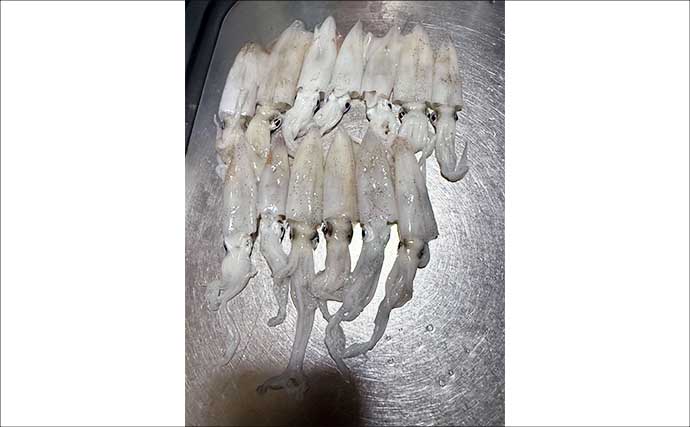 「ヒイカ・ケンサキイカ狙いエギング」にアジングタックル＆エステルラインが最適なワケ