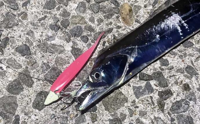 間も無く始まる「初秋の釣り」の準備をしよう　イカとタチウオが最優先か