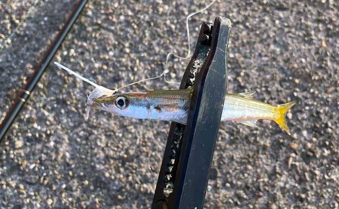 間も無く始まる「初秋の釣り」の準備をしよう　イカとタチウオが最優先か