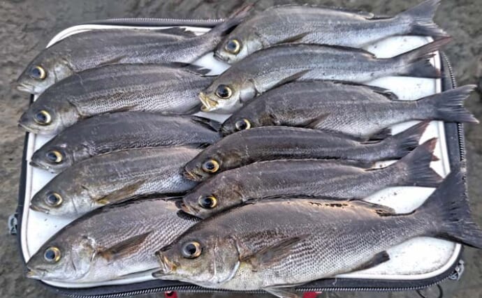 平砂浦のウキフカセ釣りでイサキ11尾＆メジナ7尾手中【千葉】遠投＆足下コマセ戦術が奏功