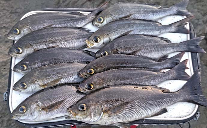 平砂浦のウキフカセ釣りでイサキ11尾＆メジナ7尾手中【千葉】遠投＆足下コマセ戦術が奏功