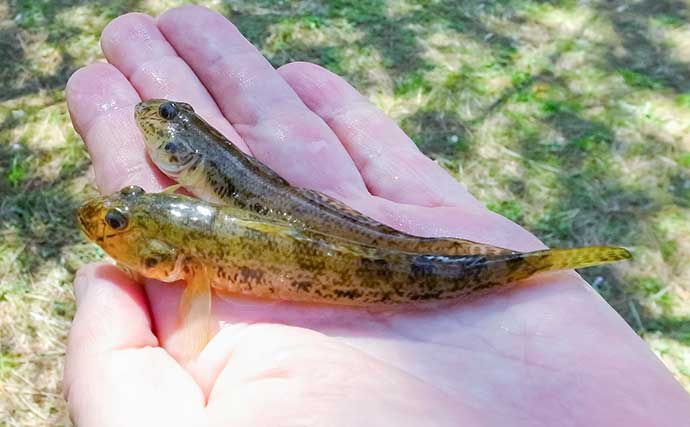 「都会のオアシスで釣りを満喫」仙台堀川公園のハゼ釣りで57尾をキャッチ【東京】