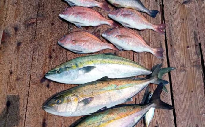 【海上釣り堀釣果速報】ワラサ・マダイ・シマアジ続々！迫力の高級魚がズラリ【愛知・三重】