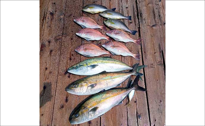 【海上釣り堀釣果速報】ワラサ・マダイ・シマアジ続々！迫力の高級魚がズラリ【愛知・三重】