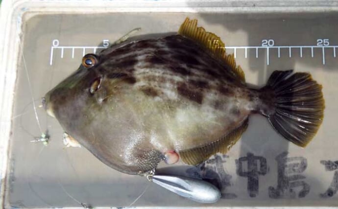 秋冬の関東エリア船カワハギ釣り完全攻略　タックル・エサ・ゼロテンションの極意