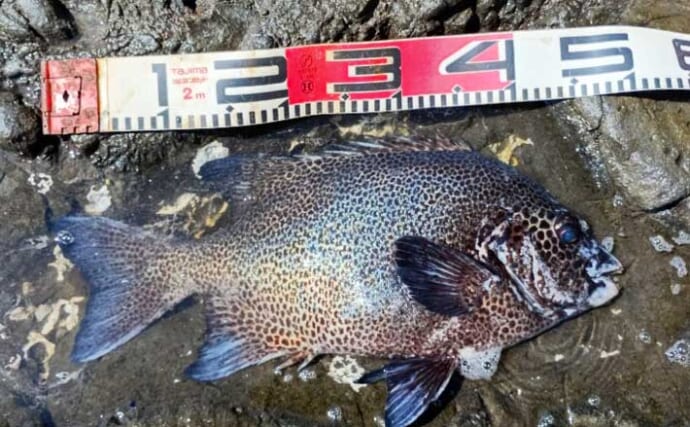 50cm超クチジロ級も登場！」地磯の石物釣りでイシガキダイ連発