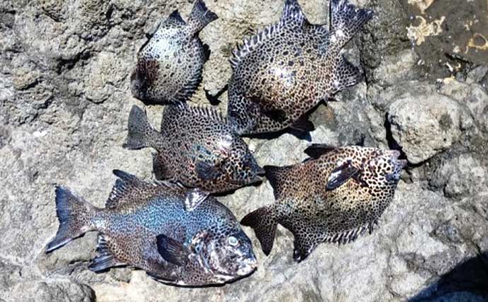 「50cm超クチジロ級も登場！」地磯の石物釣りでイシガキダイ連発【静岡】半割ウニ＆エビ作戦が奏功