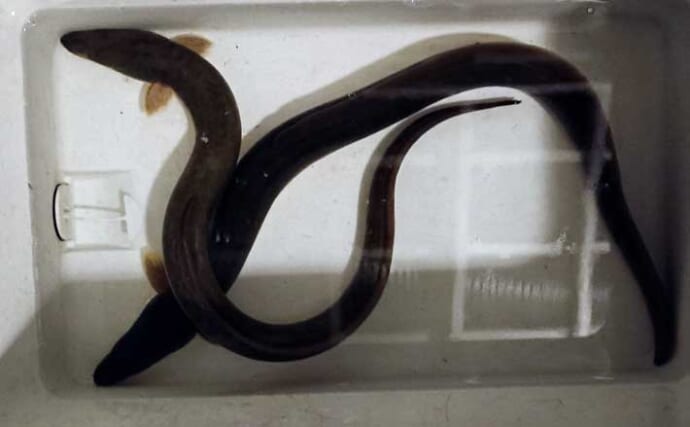 平作川のウナギ釣りで良型ウナギ2尾を手中【神奈川】エサの太ミミズが奏功