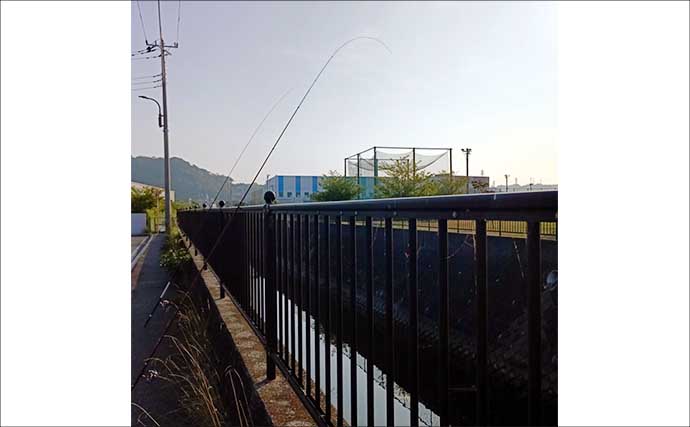 平作川のウナギ釣りで良型ウナギ2尾を手中【神奈川】エサの太ミミズが奏功