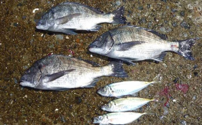 是長漁港のフロートアジングで23cmアジ登場！【広島】ゲストに良型チヌも3尾ヒット