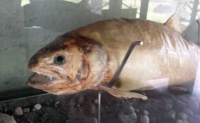 大鳥池の伝説の巨大魚『タキタロウ』を釣る【山形】スーパーボール仕掛けに大物がヒット！