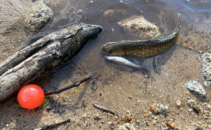 大鳥池の伝説の巨大魚『タキタロウ』を釣る【山形】スーパーボール仕掛けに大物がヒット！