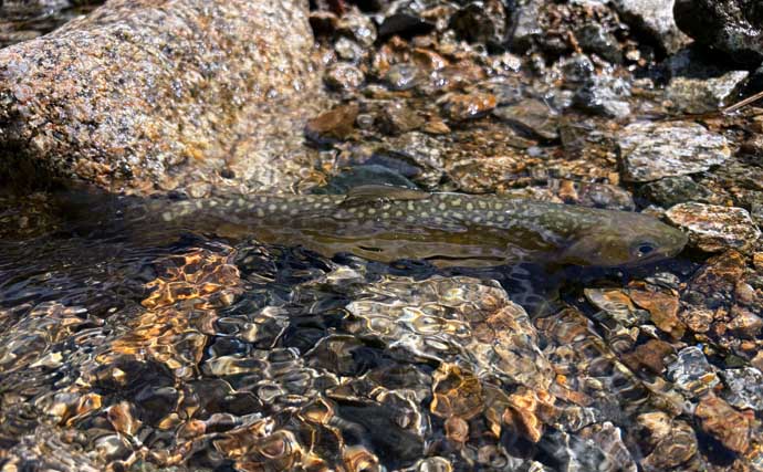 大鳥池の伝説の巨大魚『タキタロウ』を釣る【山形】スーパーボール仕掛けに大物がヒット！