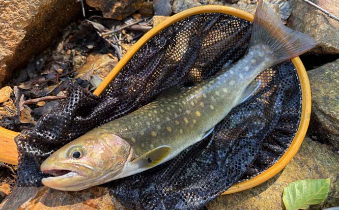 大鳥池の伝説の巨大魚『タキタロウ』を釣る【山形】スーパーボール仕掛けに大物がヒット！