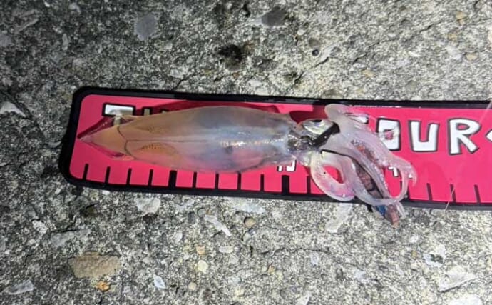 「アジングタックルは万能？」ワンタックルでのアジング＆ヒイカエギングが手軽で面白い