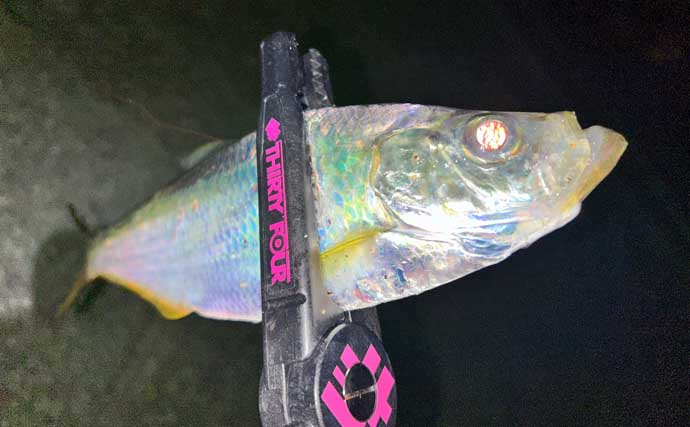 「アジングタックルは万能？」ワンタックルでのアジング＆ヒイカエギングが手軽で面白い