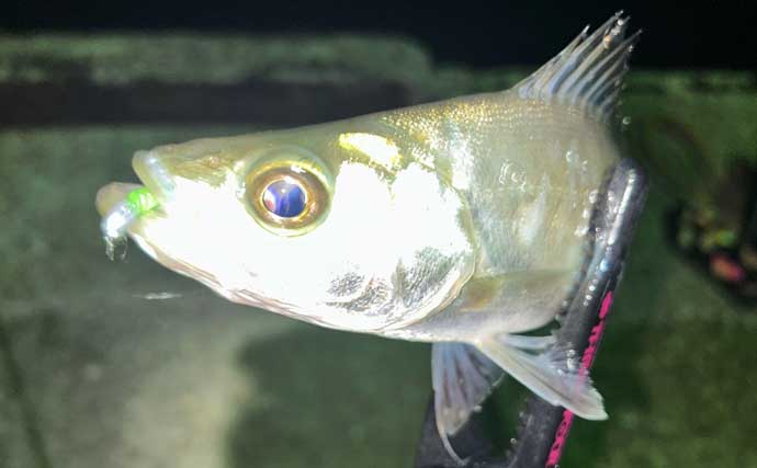 「アジングタックルは万能？」ワンタックルでのアジング＆ヒイカエギングが手軽で面白い