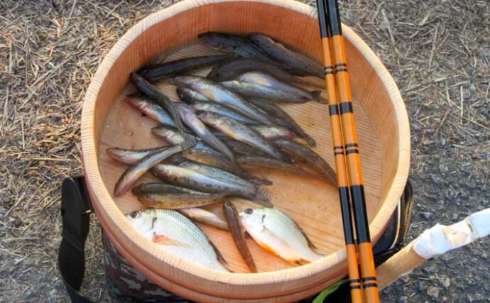 紀ノ川河口の夏ハゼが佳境！15cm級の良型を釣りたいなら干潮時の橋脚が狙い目