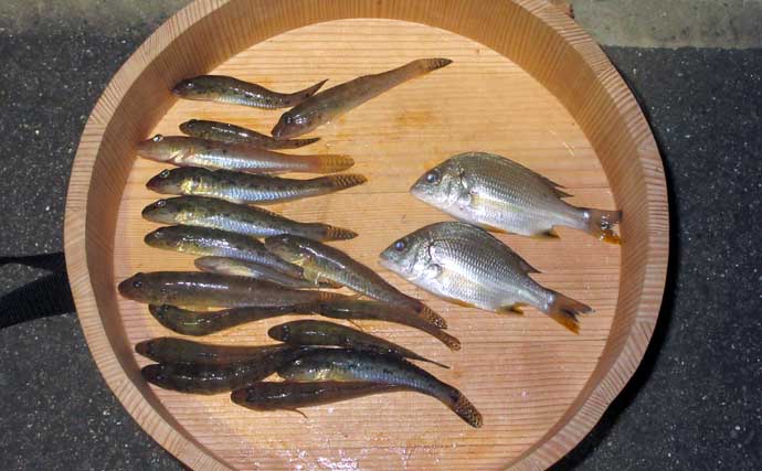 紀ノ川河口の夏ハゼが佳境！15cm級の良型を釣りたいなら干潮時の橋脚が狙い目