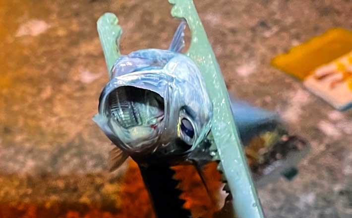 深日港での豆アジング釣行で小サバ地獄【大阪】水温まだ高く本命アジは