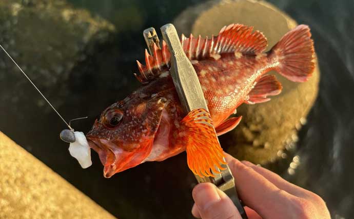 深日港での豆アジング釣行で小サバ地獄【大阪】水温まだ高く本命アジは不発