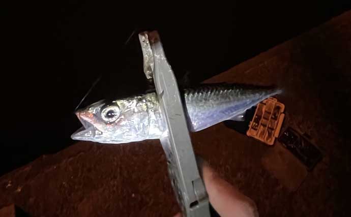 深日港での豆アジング釣行で小サバ地獄【大阪】水温まだ高く本命アジは不発