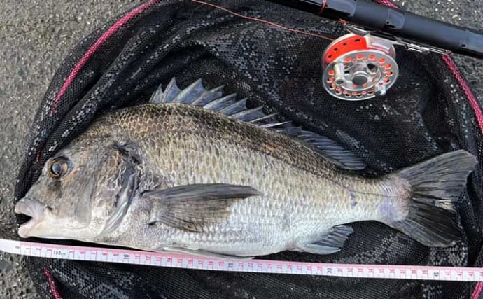 「クロダイも夏バテ気味？」木曽三川河口での落とし込み釣りで42cm良型と対面成功