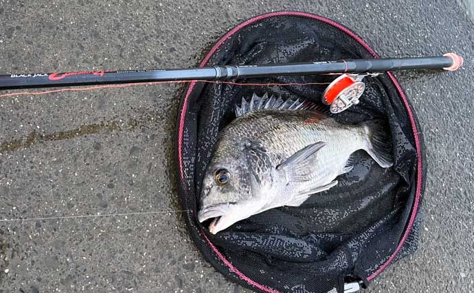 「クロダイも夏バテ気味？」木曽三川河口での落とし込み釣りで42cm良型と対面成功