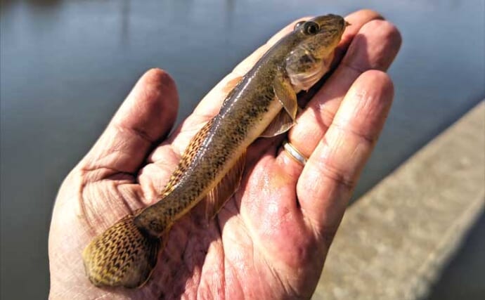 「釣りと港町グルメを満喫！」チョイ投げで楽しめるハゼ釣り場『矢那川』を紹介【千葉・木更津】