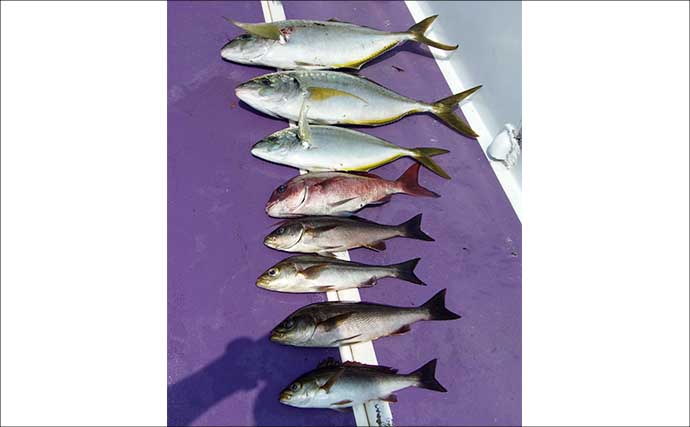 「船宿レコード4.42kgシマアジ現る！」大原沖のコマセ五目釣りで船中5尾＆イサキも好調【千葉】