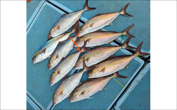 【沖釣り釣果速報】玄界灘の落とし込み釣りでヒラマサ100cm浮上！マダイ・カンパチも絶好調（福岡）