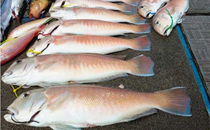 関西エリアの【船釣り特選釣果】40cm超がゴロゴロ！アマラバ便でシロアマダイ船中30匹