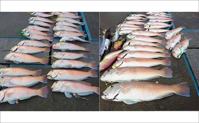 関西エリアの【船釣り特選釣果】40cm超がゴロゴロ！アマラバ便でシロアマダイ船中30匹