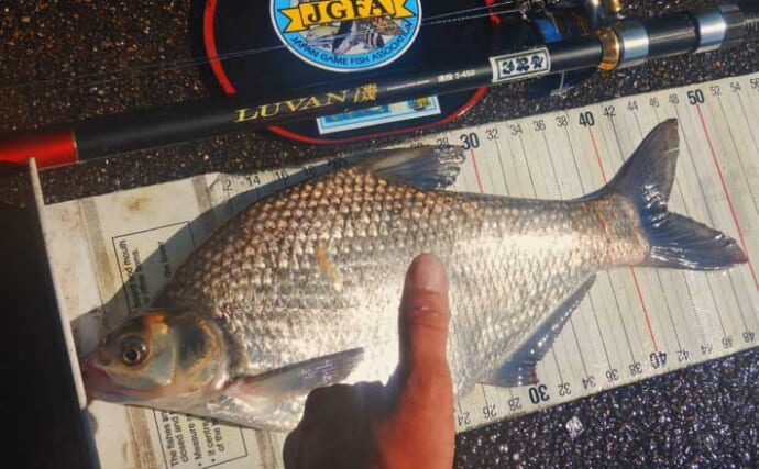 「3ヶ国の魚種をゲット！」常陸利根川でダントウボウ・アメリカナマズ・ボラが連発