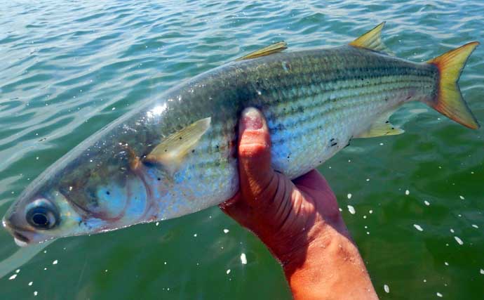 「3ヶ国の魚種をゲット！」常陸利根川でダントウボウ・アメリカナマズ・ボラが連発