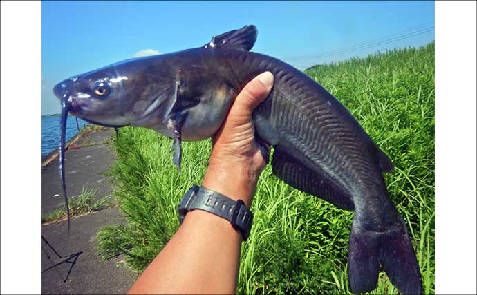 「3ヶ国の魚種をゲット！」常陸利根川でダントウボウ・アメリカナマズ・ボラが連発
