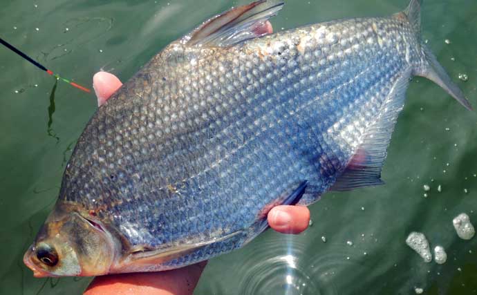 「3ヶ国の魚種をゲット！」常陸利根川でダントウボウ・アメリカナマズ・ボラが連発