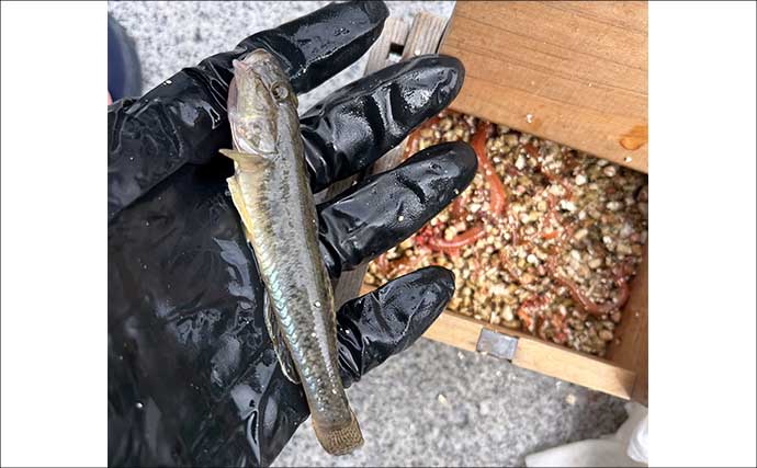 ハゼ釣り大会でマハぜが入れ食い【愛知】ほとんどの参加者が50匹超えの釣果に