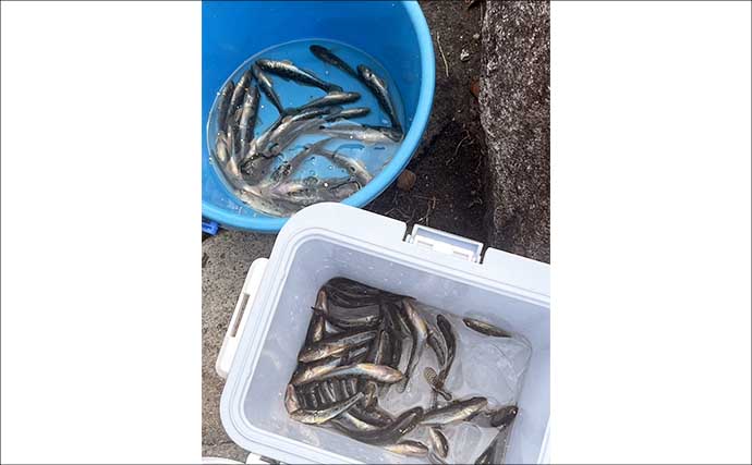 ハゼ釣り大会でマハぜが入れ食い【愛知】ほとんどの参加者が50匹超えの釣果に