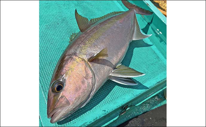 「中深海五目＆泳がせで大物狙い！」八丈島遠征釣行で良型オナガダイや17kgヒラマサを手中【東京】