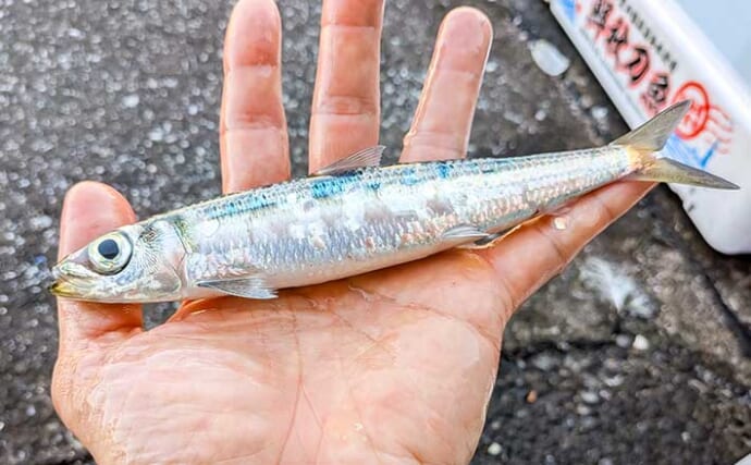 早川港のサビキ釣りで7魚種キャッチ！【神奈川】大雨後の水温低下で魚の活性がアップ