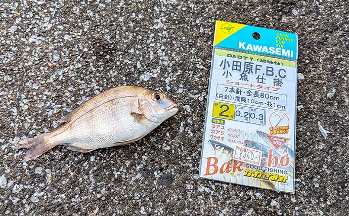 早川港のサビキ釣りで7魚種キャッチ！【神奈川】大雨後の水温低下で魚の活性がアップ