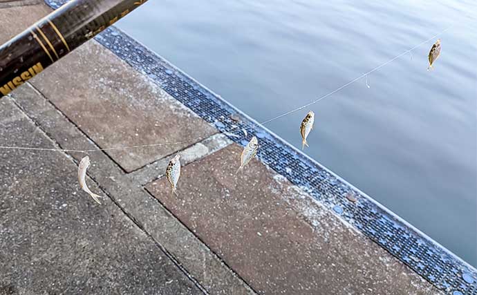 早川港のサビキ釣りで7魚種キャッチ！【神奈川】大雨後の水温低下で魚の活性がアップ