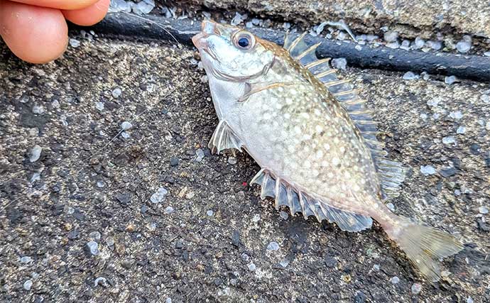 早川港のサビキ釣りで7魚種キャッチ！【神奈川】大雨後の水温低下で魚の活性がアップ